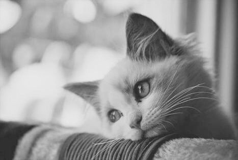 cat cat ♡