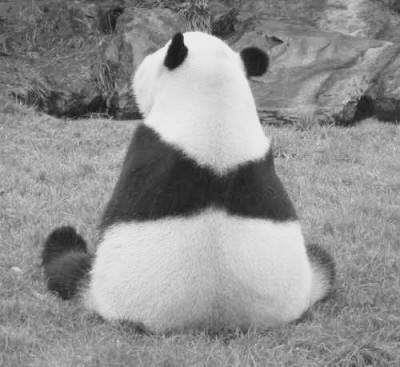 パンダフルライフッ！