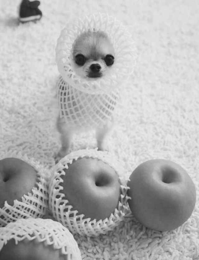 Funny　ｐictures